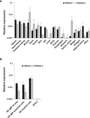 Pro-Inflammatory and B Cell Regulating Capacities of TWEAK in Rainbow Trout (Oncorhynchus mykiss)